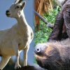 Mountain Goat's und Shack Sloth's ...