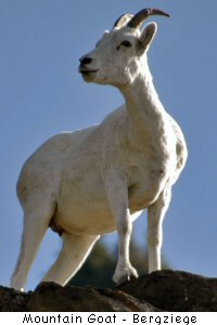 Moutain Goat - Bergziegen