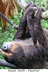 Shack Sloth - Faultiere